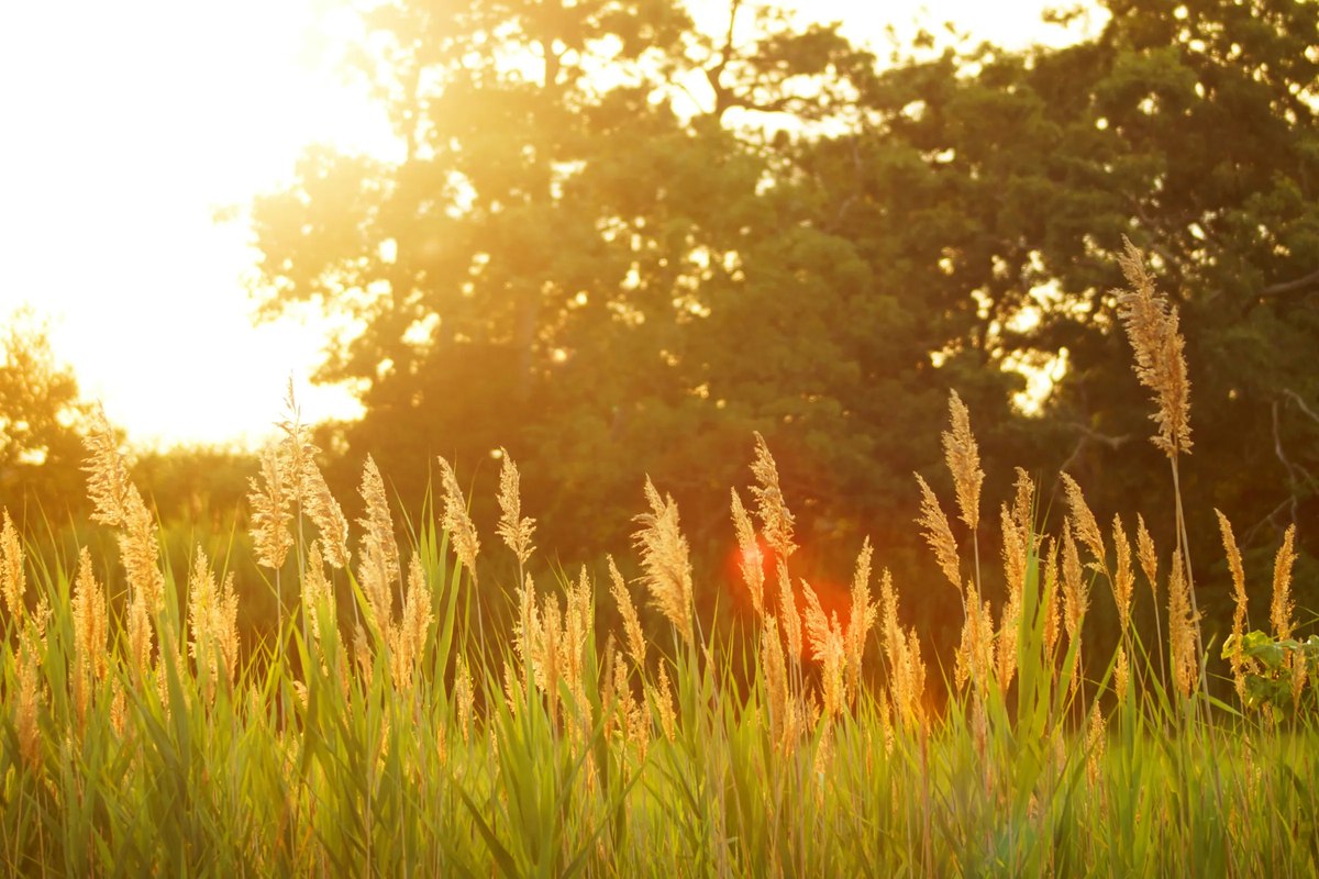 Golden-hour meadow grasses backlit by the setting sun, evoking the summer-to-autumn transition